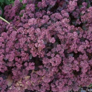 50 Purple Carpet Sedum Seeds - Seed World