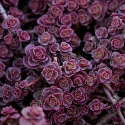 50 Purple Carpet Sedum Seeds - Seed World