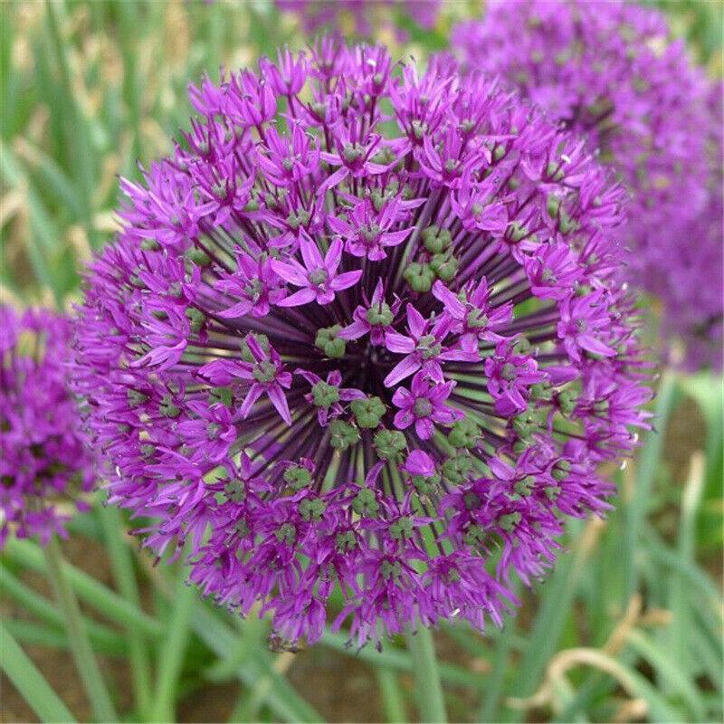 100 Purple Giant Allium Giganteum Seeds - Seed World