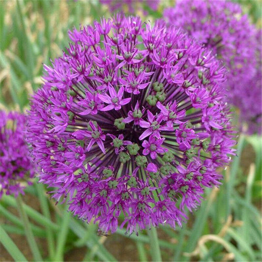 100 Purple Giant Allium Giganteum Seeds - Seed World
