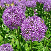 100 Purple Giant Allium Giganteum Seeds - Seed World