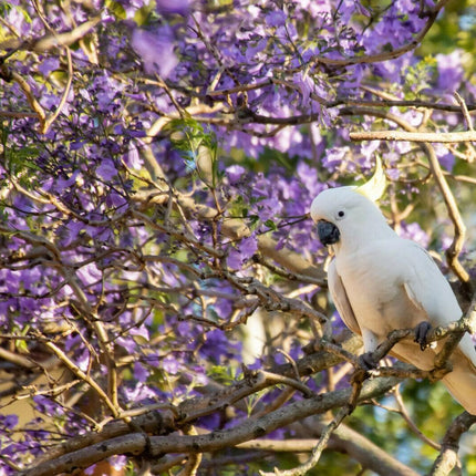50 Purple Jacaranda Mimosifolia Seeds - Seed World