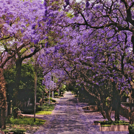 50 Purple Jacaranda Mimosifolia Seeds - Seed World