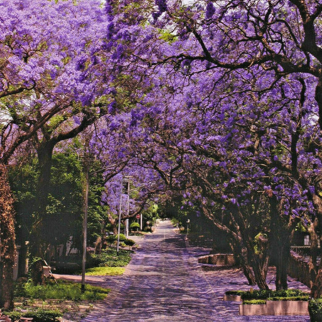 50 Purple Jacaranda Mimosifolia Seeds - Seed World