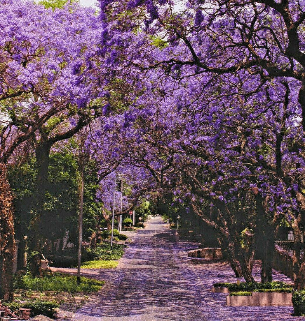 50 Purple Jacaranda Mimosifolia Seeds - Seed World
