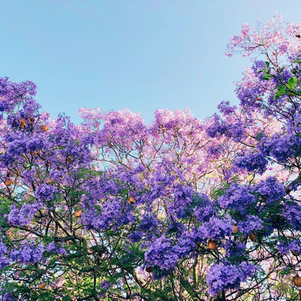 50 Purple Jacaranda Mimosifolia Seeds - Seed World