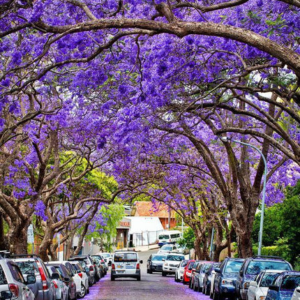 50 Purple Jacaranda Mimosifolia Tree Seeds - Seed World