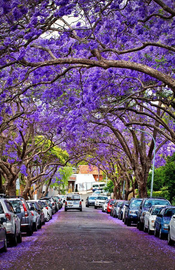 50 Purple Jacaranda Mimosifolia Tree Seeds - Seed World
