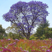 50 Purple Jacaranda Mimosifolia Tree Seeds - Seed World