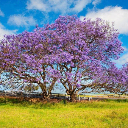 50 Purple Jacaranda Mimosifolia Tree Seeds - Seed World