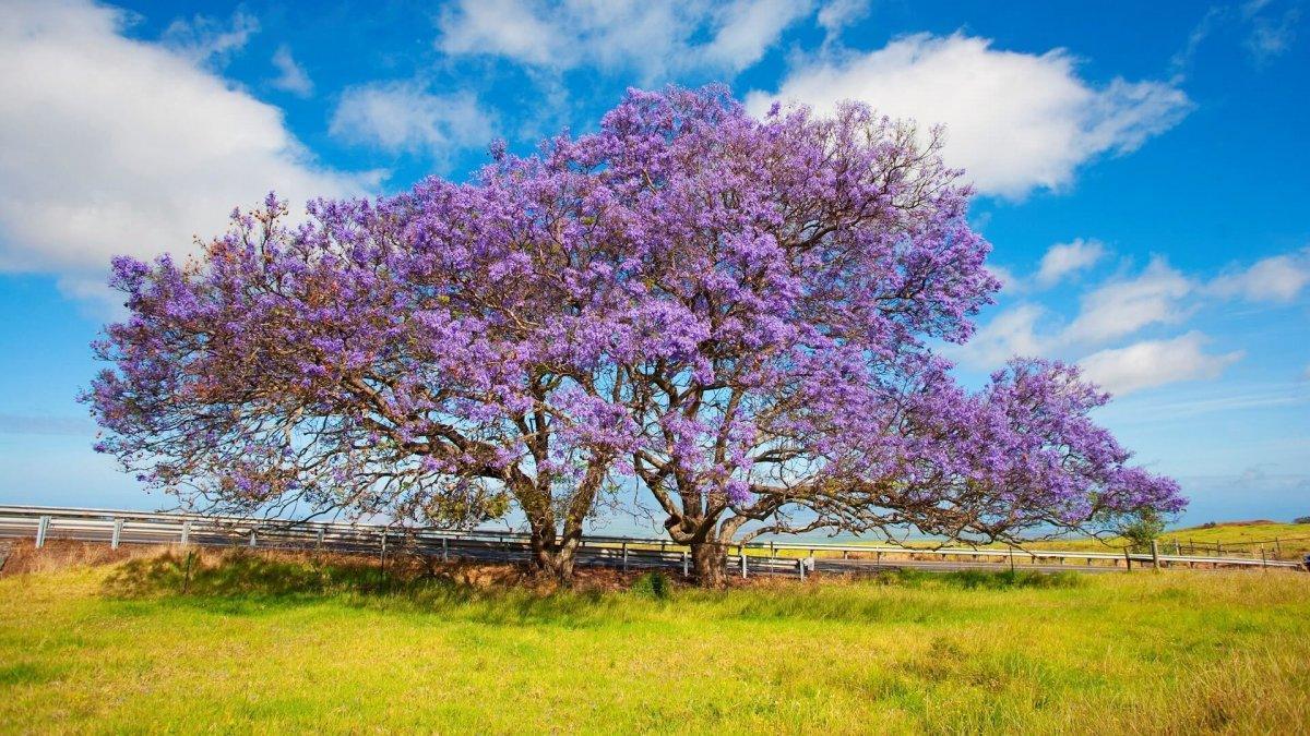 50 Purple Jacaranda Mimosifolia Tree Seeds - Seed World
