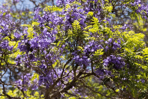 50 Purple Jacaranda Mimosifolia Tree Seeds - Seed World