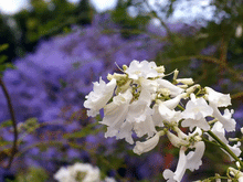50 Purple Jacaranda Mimosifolia Tree Seeds - Seed World