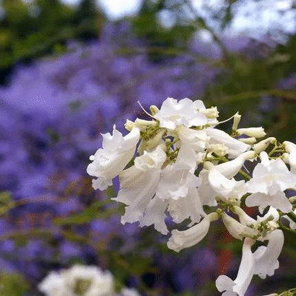 50 Purple Jacaranda Mimosifolia Tree Seeds - Seed World