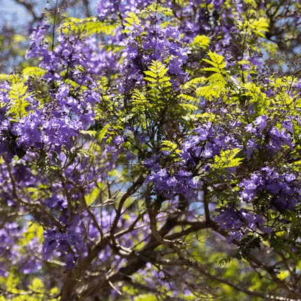 50 Purple Jacaranda Mimosifolia Tree Seeds - Seed World