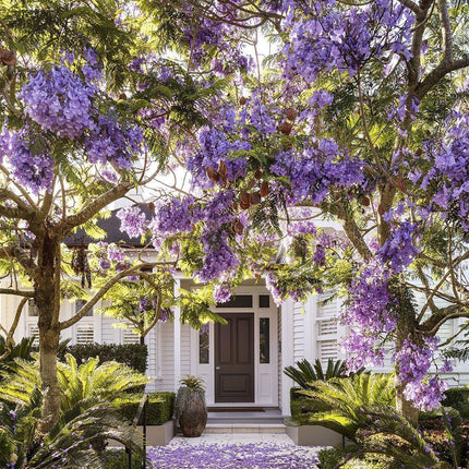 50 Purple Jacaranda Mimosifolia Tree Seeds - Seed World