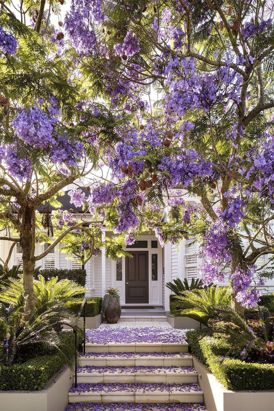 50 Purple Jacaranda Mimosifolia Tree Seeds - Seed World