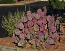 50 Purple Prickly Pear Cactus Seeds - Seed World