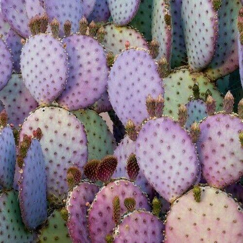 violet prickly pear cactus 50 Purple Prickly Pear Cactus Seeds – Seed World