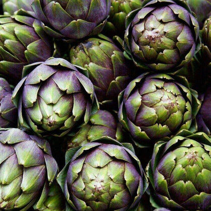50 Purple Romagna Artichoke Seeds - Seed World