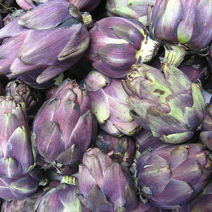 50 Purple Romagna Artichoke Seeds - Seed World