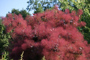 50 Purple Smoke Tree SeedS - Seed World