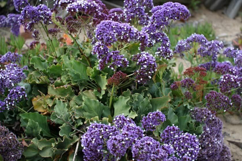 50 Purple Statice Flower Seeds - Seed World