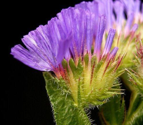 50 Purple Statice Flower Seeds - Seed World