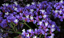 50 Purple Statice Flower Seeds - Seed World