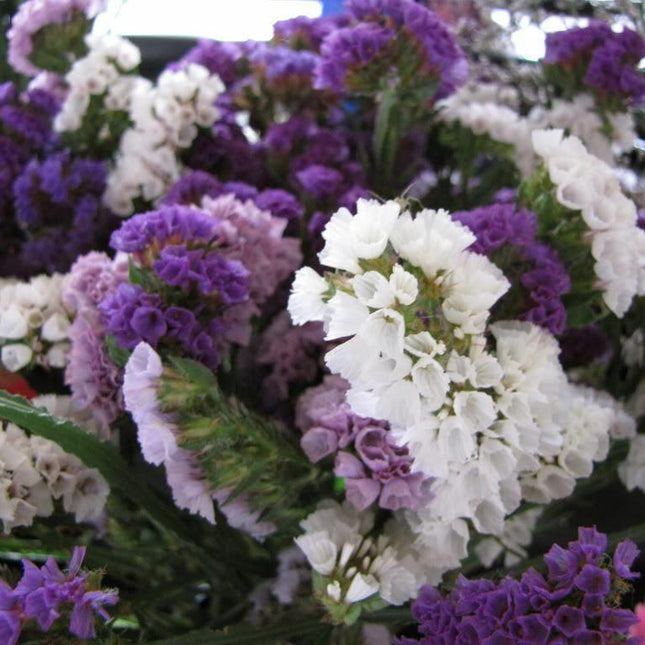 50 Purple Statice Flower Seeds - Seed World