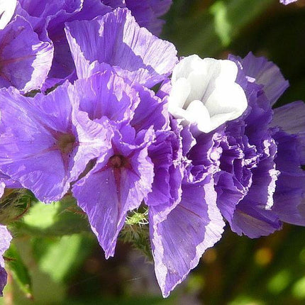 50 Purple Statice Flower Seeds - Seed World