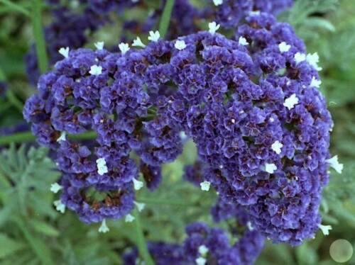 50 Purple Statice Flower Seeds - Seed World