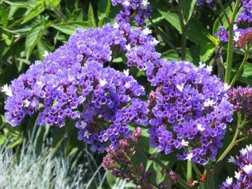 50 Purple Statice Flower Seeds - Seed World