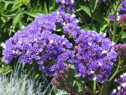 50 Purple Statice Flower Seeds - Seed World