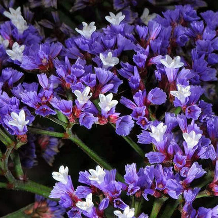 50 Purple Statice Flower Seeds - Seed World