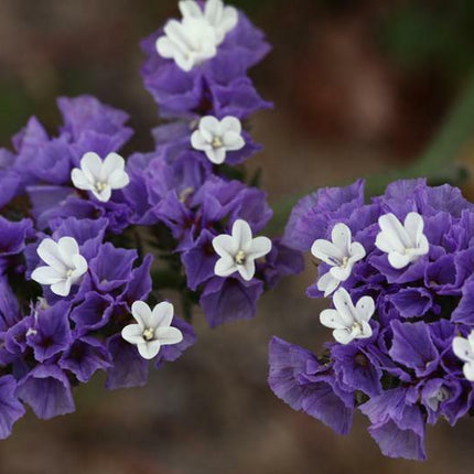 50 Purple Statice Flower Seeds - Seed World
