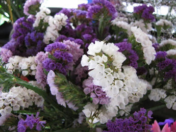 50 Purple Statice Flower Seeds - Seed World