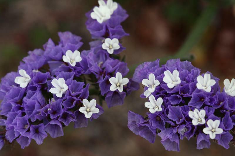 50 Purple Statice Flower Seeds - Seed World