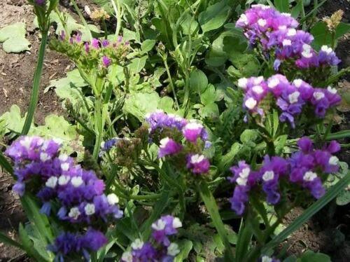 50 Purple Statice Flower Seeds - Seed World