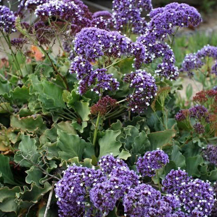 50 Purple Statice Flower Seeds - Seed World