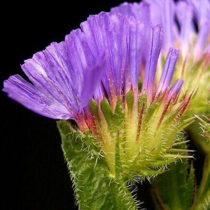 50 Purple Statice Flower Seeds - Seed World