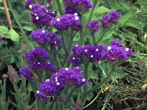 50 Purple Statice Flower Seeds - Seed World