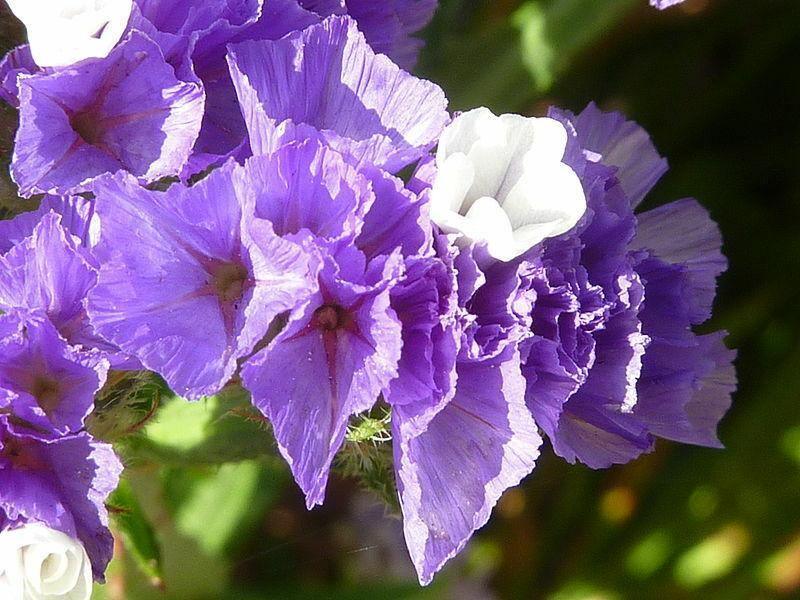 50 Purple Statice Flower Seeds - Seed World