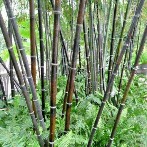 50 Purple Timor Bamboo Seeds - Seed World