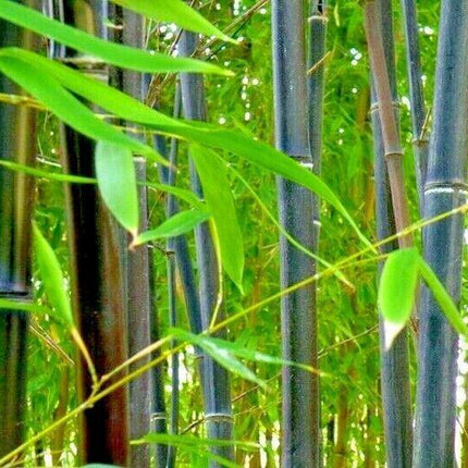 50 Purple Timor Bamboo Seeds - Seed World