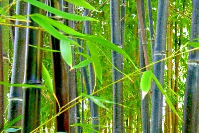 50 Purple Timor Bamboo Seeds - Seed World