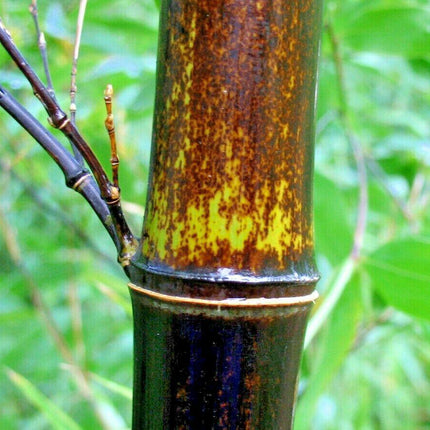 50 Purple Timor Bamboo Seeds - Seed World