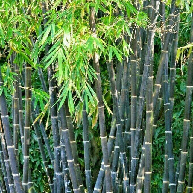 50 Purple Timor Bamboo Seeds - Seed World