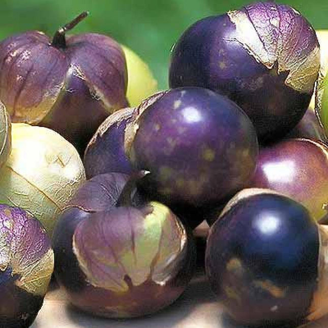 50 Purple Tomatillo Seeds - Seed World