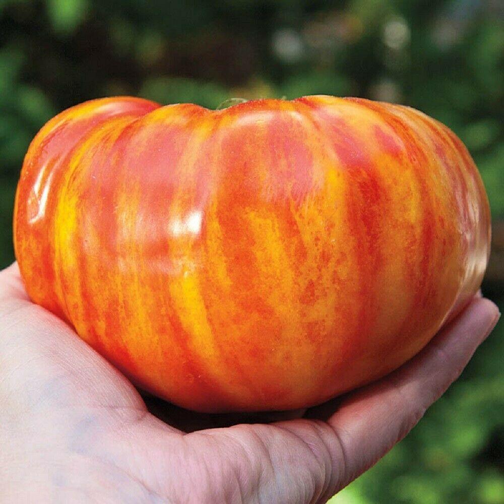 50 Rainbow Beefsteak Tomato Seeds - Seed World